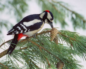 Что сделать женщинам сегодня, чтобы призвать счастье: приметы в Климентов день