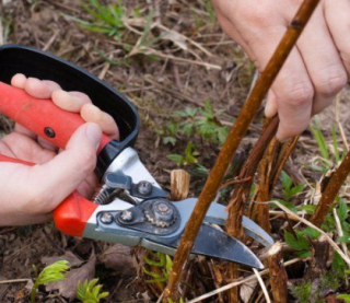 Як обрізати малину восени: ключові правила, щоб рясно вродила у наступному році