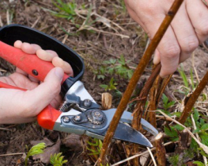 Як обрізати малину восени: ключові правила, щоб рясно вродила у наступному році
