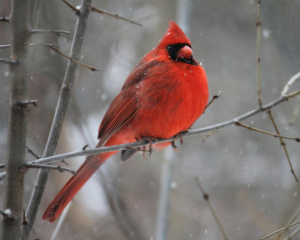 В Україну йде похолодання: прогноз на вихідні