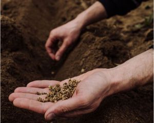 Лунный посевной календарь декабря: какую зелень и овощи посадить для богатого урожая