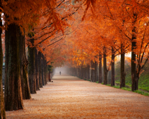 Облачная суббота: в Украине ожидается туман и осадки