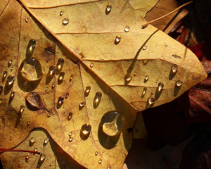Синоптики назвали, где в Украине будет дождь в ближайшие два дня