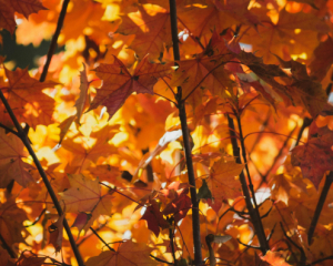 В Украине 30 ноября будет облачно: местами дожди и туман