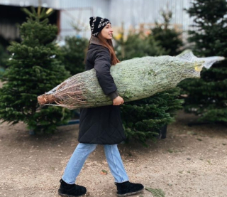 Де і як встановити живу ялинку, щоб довго не осипалась