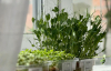 Яку зелень посадити на підвіконні зараз, щоб мати власну і не купувати під час свят