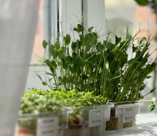 Яку зелень посадити на підвіконні зараз, щоб мати власну і не купувати під час свят