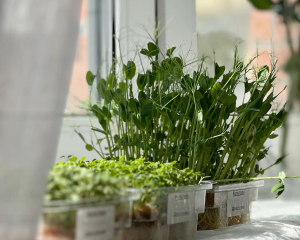 Яку зелень посадити на підвіконні зараз, щоб мати власну і не купувати під час свят