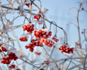 Рассказали, какой погоды ждать в декабре