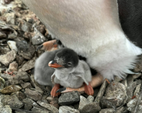 Возле станции &quot;Академик Вернадский&quot; появился первый пингвинчик сезона