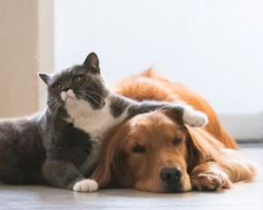 Стануть найкращими друзями: які породи собак легко вживаються з котами