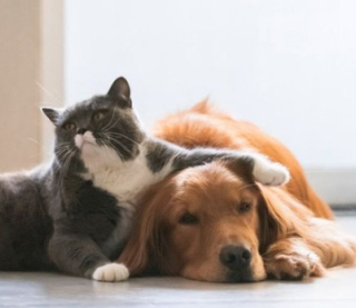 Стануть найкращими друзями: які породи собак легко вживаються з котами