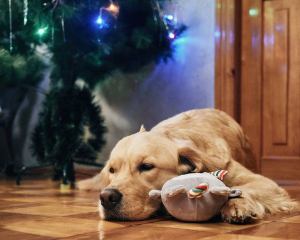 У Савин день намагайтесь уникати конфлікту та псувати собі настрій