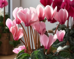 Шість найніжніших кімнатних рослин, які цвітуть взимку