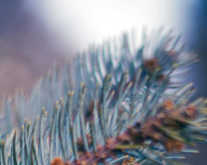 В Україні найближчими днями без опадів, але похолоднішає - Укргідрометцентр