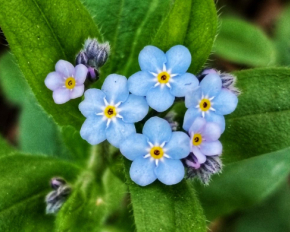 Морозостойкие и неприхотливые в уходе: какие цветы посеять в декабре, чтобы пышно зацвели весной