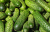 Ціни на огірки в Україні досягли восьмирічного максимуму