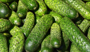 Ціни на огірки в Україні досягли восьмирічного максимуму