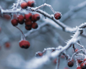 Синоптики розповіли про погоду на 7 грудня та назвали, де будуть шквали та нічні морози