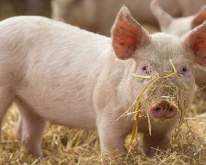 Цены на сало бьют рекорды: война и дефицит свиней толкают цены вверх