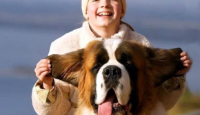 Які собаки люблять поспати: п'ять порід, яких не стягнеш з ліжка