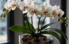 Що зробити зараз, щоб орхідеї пишно зацвіли навесні