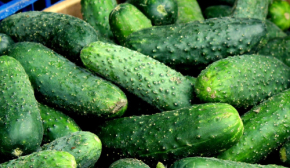 В Україні падають ціни на огірки