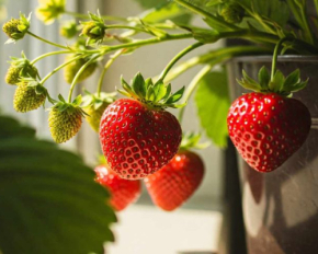 Плоды будут весь год: какие сорта клубники можно вырастить на подоконнике в малейшие сроки