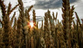 Украина и Молдова вошли в тройку мировых лидеров по доле пахотных земель