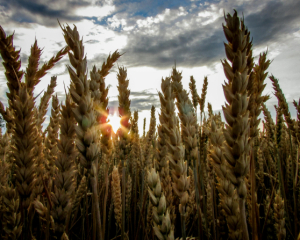 Украина и Молдова вошли в тройку мировых лидеров по доле пахотных земель