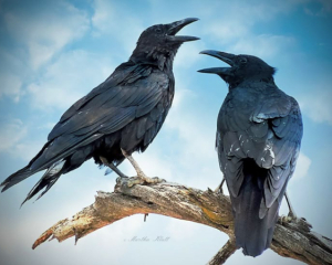 Стежте за діями ворони, яка вкаже на швидке похолодання: прикмети дня