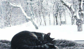 Привлечет удачу в новом году: какое дело сделать у Стефанов день