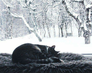 Приверне удачу в новому році: яку справу зробити у Стефанів день