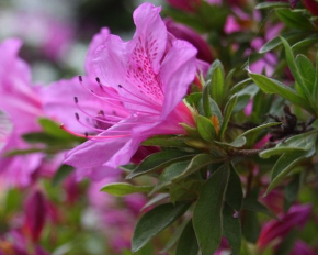 Шесть растений, которые никогда не следует обрезать в декабре