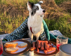 Пять лучших пород собак, которые пытаются походить на своих хозяев