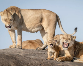 Танцующая горилла и львы-хохотуны: назвали победителей самых забавных фото дикой природы