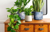Додають шарму і легкі в догляді: вісім кімнатних рослин, які стають справжньою прикрасою дому