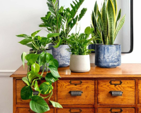 Добавляют шарма и легкие в уходе: восемь комнатных растений, которые становятся настоящим украшением дома
