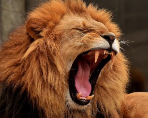 Древнее захоронение показало выживание человека после приступа льва