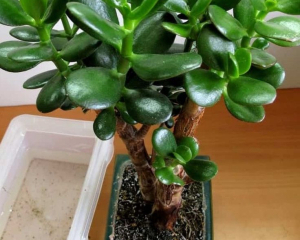 У який горщик категорично не можна садити грошове дерево: помилка, яка вбиває рослину