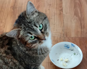 Сколько сыра в неделю можно есть коту, чтобы не отказали почки