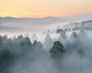 Туман накроет Киев и область: объявлен желтый уровень опасности