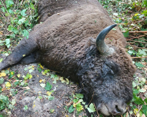 На Львівщині вантажівка збила червонокнижного зубра вагою 700 кг