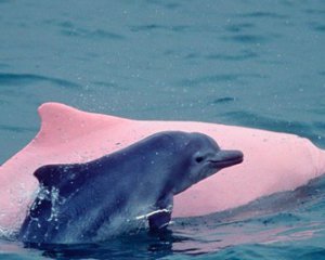 Ученые нашли новые виды дельфинов