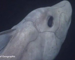 Ученые зафиксировали уникальную акулу-призрака
