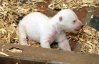 Берлінський зоопарк показав новонароджене біле ведмежа