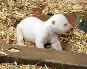 Берлинский зоопарк показал новорожденного белого медвежонка