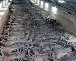 Археологи откопали захоронение императорских лошадей