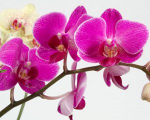 З&#039;ясували, чому не цвіте орхідея