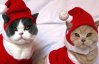 Как одеть котов и собак в новогоднюю ночь